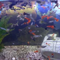 ۳۰۰ عدد ماهی گوپی بالغ و بچه نژاد های مختلف