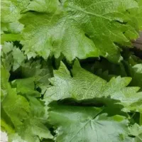 برگ مو (انگور)