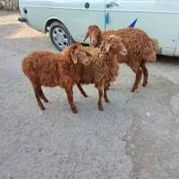 بره اوتاخ