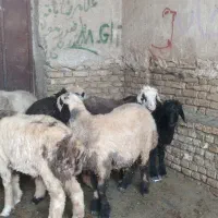 فروش انواع بره|حیوانات مزرعه|بروجن, |دیوار