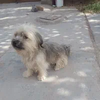 پاکوتاه جذاب|سگ|تربت جام, فاز ۱ فرهنگیان|دیوار