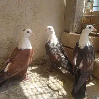رنگی پرشی