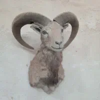 کل کوهی