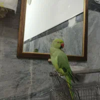 گمشده