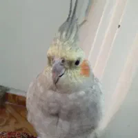 عروس هلندی ماده