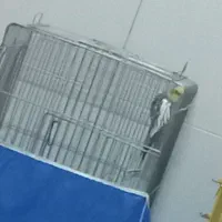 ۲ تا عروس هلندی تکی و جفتی