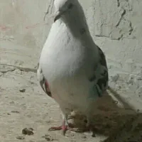 یدونه پریشی ساعت بالا