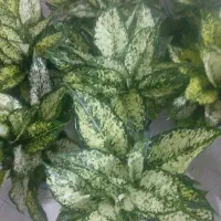 فروش گلهای آپارتمانی وباغچه ای زیرقیمت بازار