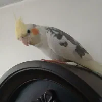 عروس هلندی|پرنده|ری, سیزده آبان|دیوار