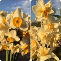 گل نرگس|گل و گیاه طبیعی|آزادشهر, |دیوار