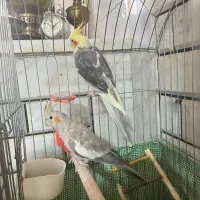عروس هلندی