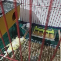 مرغ عشق پروانه ای|پرنده|اهواز, کوروش|دیوار