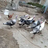 بوقلمون شب یلدا|حیوانات مزرعه|گنبد کاووس, |دیوار