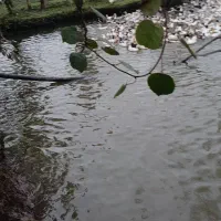 اردک|حیوانات مزرعه|آستارا, |دیوار