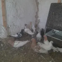 ۱۲ تا کفتر خال پرشی یکجایی