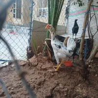فروش خروس سفید جوان