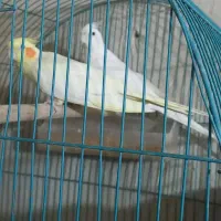 عروس مولد البینو و لوتینو