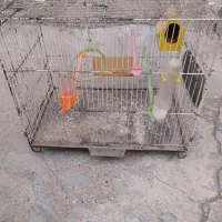 قفس پرنده