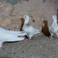ماده سرورباجوجهاش