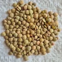 فروش بذر گندم ،عدس،تخم کتان همگی بوجاری شده|گل و گیاه طبیعی|قشلاق دشت, |دیوار