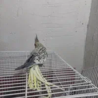 عروس‌هلندی|پرنده|بندر ماهشهر, |دیوار