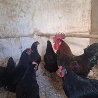 تخم مرغ بلک استار نطفه دار