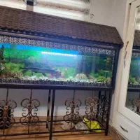 آکواریوم با همه امکانات