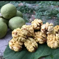 گردو میتکونم