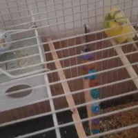 پرنده|پرنده|مشهد, کشف|دیوار