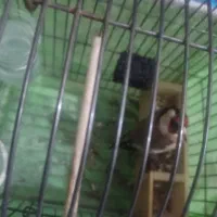 یک عددسهره نرسرسیاه به فروش میرسد|پرنده|شیراز, پودنک|دیوار