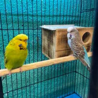 مرغعشق انگلیسی مولد|پرنده|قائمشهر, |دیوار