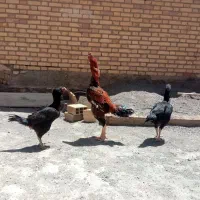خروس لاری