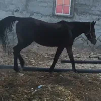 مادیان مشکی شش سال