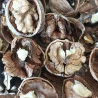 گردوی لرستان خوشمزه حراج|خوردنی و آشامیدنی|قم, انسجام|دیوار