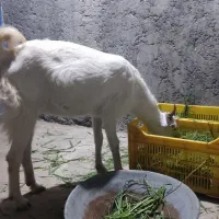 دو عدد گوسفند اوس