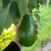 درختچه میوه دار و نهال آووکادو پیوندی
