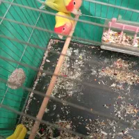 طوطی کوتوله.|پرنده|بافق, |دیوار