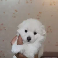 واگذاری سگ پامرین روباهی