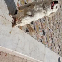 فروش پاپی پامر اشپیتز|سگ|اصفهان, خوراسگان|دیوار