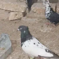 کفتر پرشی|پرنده|مهدی شهر, |دیوار