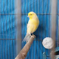 قناری نر زرد|پرنده|اصفهان, باغ زیار|دیوار