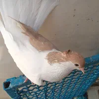 چپ زرد کاکلی