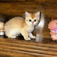 گربه بریتیش ny12