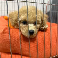 توی پودل ۸۰ روزه