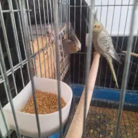 عروس هلندی مولد|پرنده|قم, حکمت شمالی|دیوار