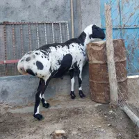 قوچ چینی