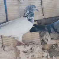 اشعل و...|پرنده|بندر ماهشهر, |دیوار