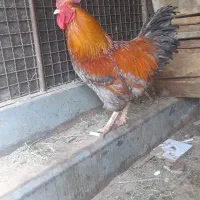 خروس|حیوانات مزرعه|تهران, مسگرآباد|دیوار