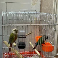 طوطی گرینچیک|پرنده|شیراز, شهرک سراج‎|دیوار