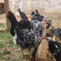 تخم مرغ نطفه دار گلین|حیوانات مزرعه|شهرکرد, |دیوار